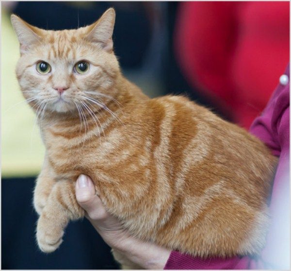 Европейская короткошёрстная кошка окраса «красный мрамор»