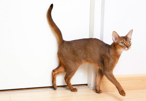 Кошка абиссинской породы, стоящая у белой двери