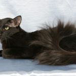Чёрный яванский кот