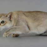 Любопытный сингапурский кот