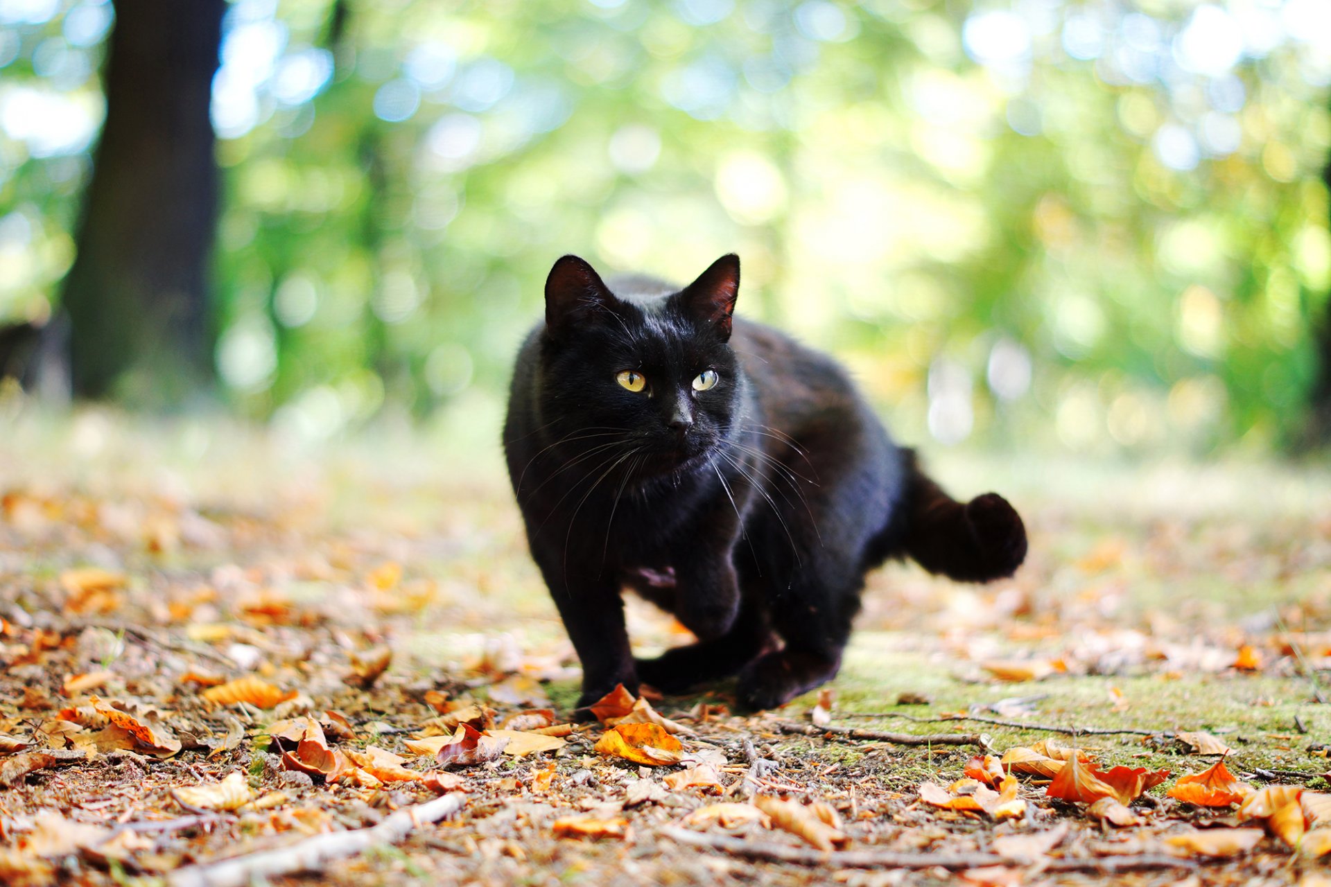 Породы Черных Котов Фото