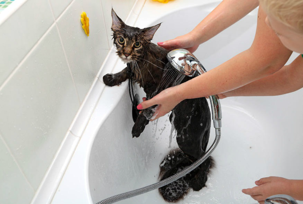 Можно купать котов. Купание кошки. Мытье кошки. Кошку моют. Кот моется.