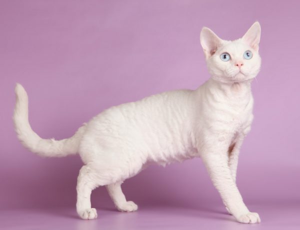 Уральская рексовая кошка с белым окрасом и голубыми глазами