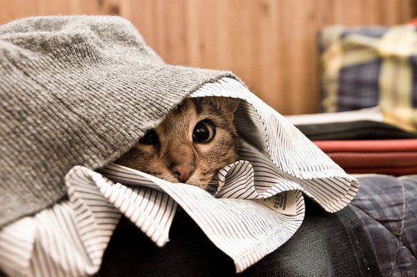 кошка прячется в одежде