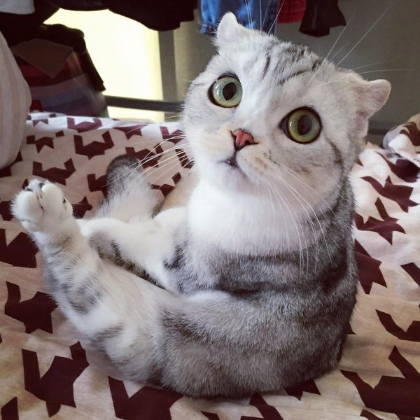 Серый котёнок с большими глазами сидит на цветном покрывале