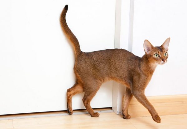 Абиссинская кошка у двери