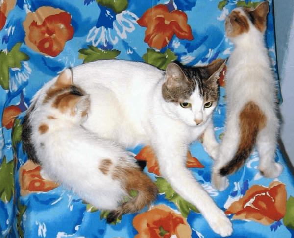 Анатолийская кошка с котятами