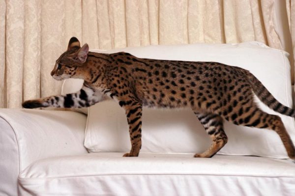 Кошка ашера на диване
