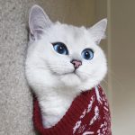Белый британский кот
