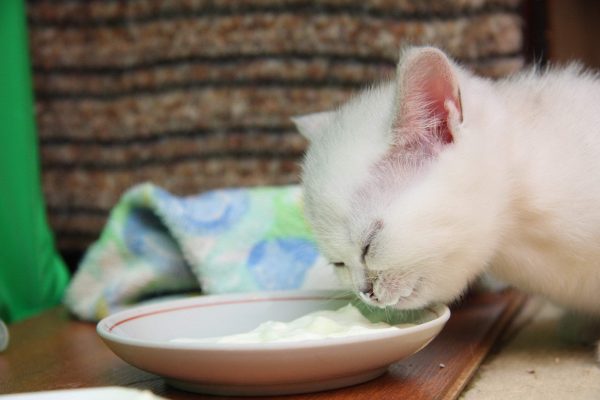 Белый котёнок ест сметану из блюдца