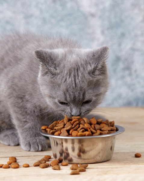 Британская кошка ест корм из металлической миски