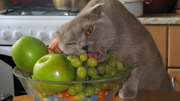 Британская кошка кусает виноград