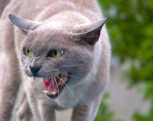 Британская кошка показывает зубы