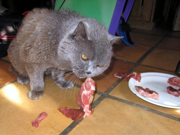 Британский кот ест сырое мясо