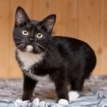 Чёрная кошка с белыми лапками и грудкой