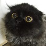 Чёрный персидский котёнок