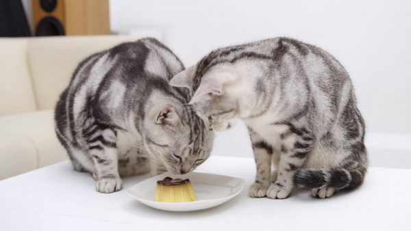 Два мраморных котёнка едят из одной тарелки