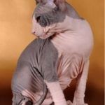 двухцветный лысый кот