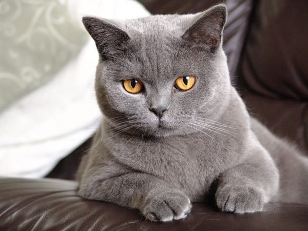 Голубой британский кот