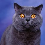 Голубой британский кот