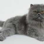 Голубой персидский кот