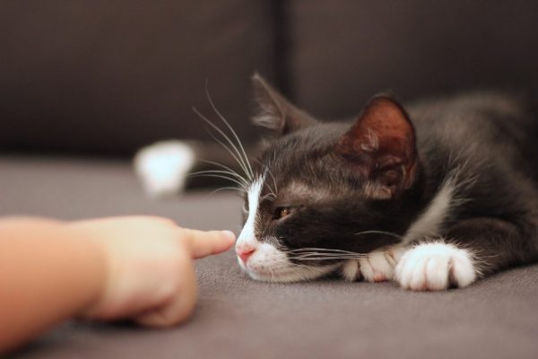Человек протягивает палец к кошке