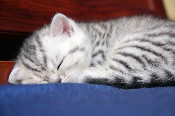 маленький британский котёнок спит на синей подушке