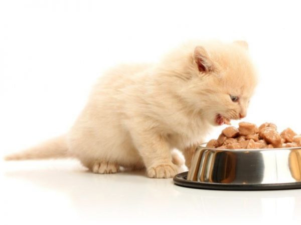 Котёнок ест корм