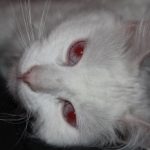 кошка-альбинос