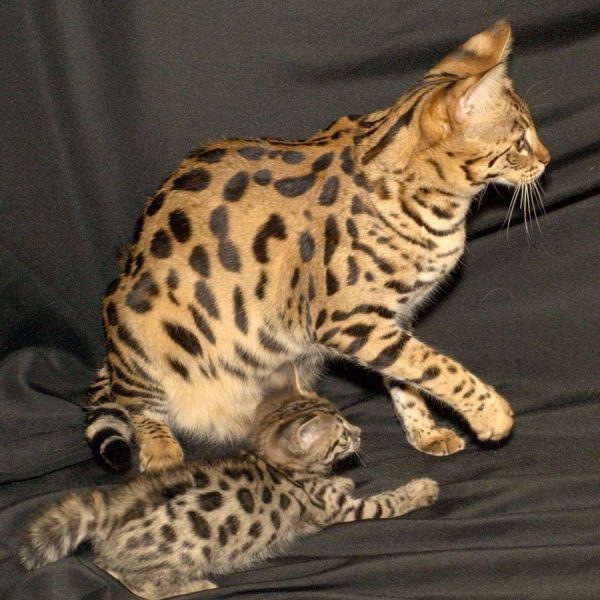 Кошка саванна с котёнком