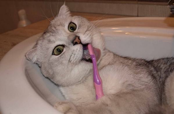 Кошка шотландской породы с зубной щёткой