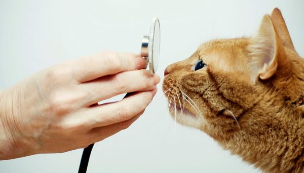 Кошка нюхает фонендоскоп, который держит в руке ветеринар