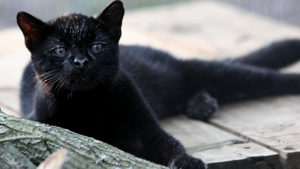 Кошка Жоффруа чёрная