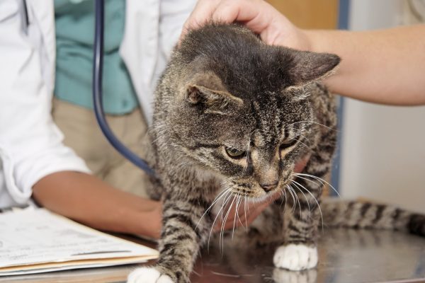 кошку осматривает ветеринар