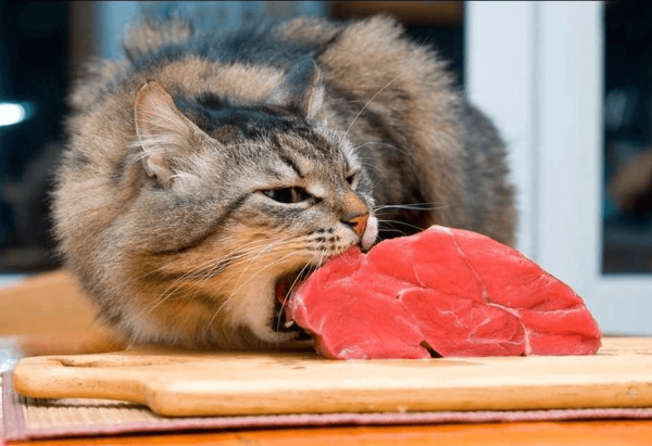 кот ест мясо