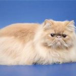 Кремовый персидский кот