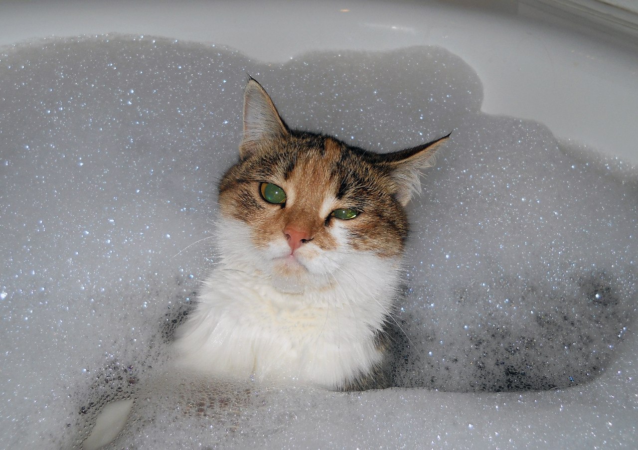 Купание котенка. Кот в ванной. Кот купается. Кот в джакузи. Кошка в ванне.
