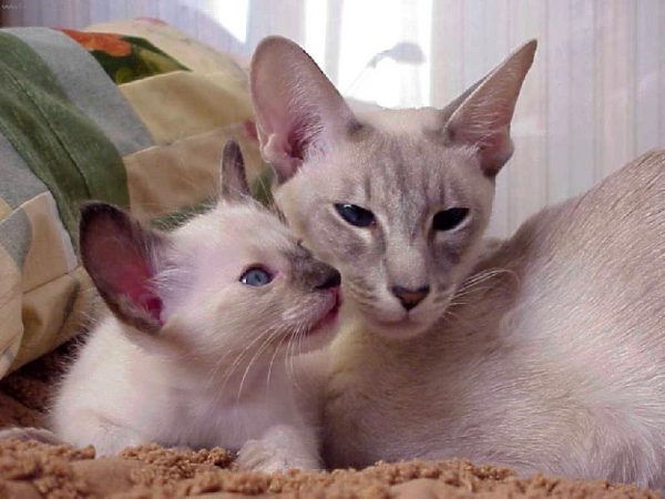 Мама балинез с котёнком