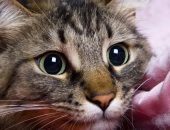 techka-krupnim-planom-u-devak-russkie-spalilis-porno