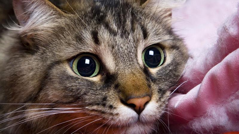 Почему у кошек и котов пропадает голос и как им помочь