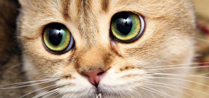 морда рыжего кота с большими зелёными глазами