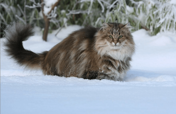 Норвежская лесная кошка в снегу
