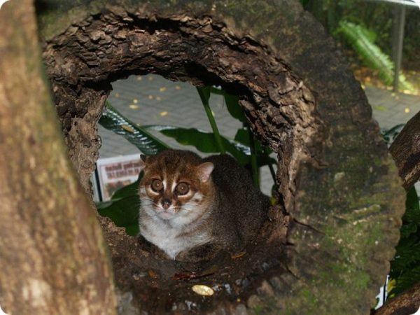 суматранская кошка в стволе спиленного дерева