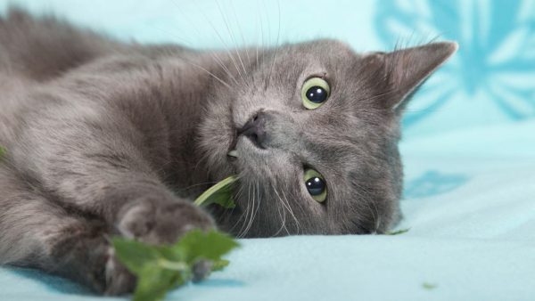 Кошка-нибелунг жуёт траву