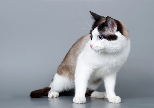 Кошка сноу шу с белым животиком сидит на сером фоне