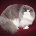 Серо-белая кошка персидской породы на бордовом фоне