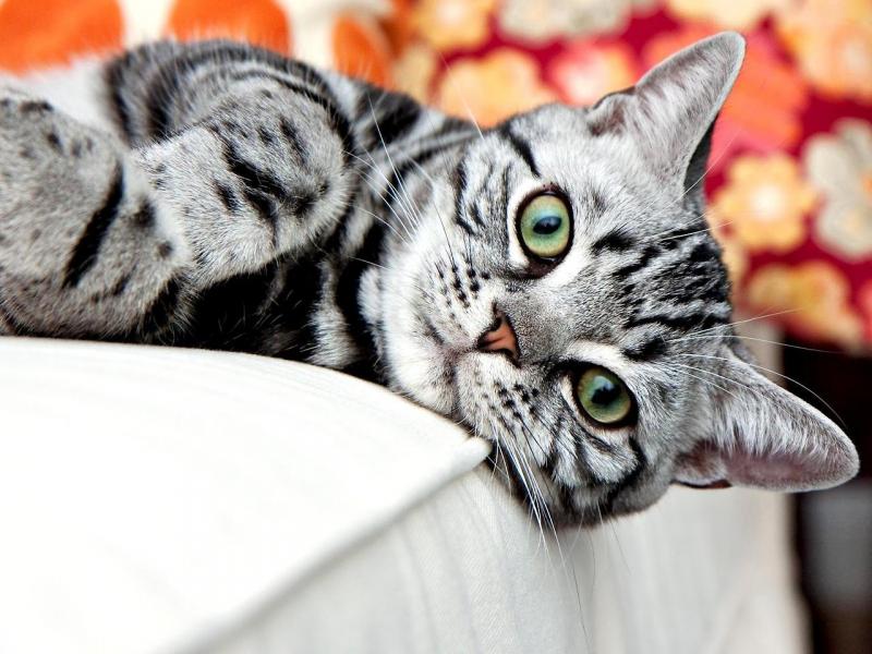 Как избавиться от блох у взрослой кошки и котёнка в домашних условиях