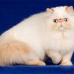 «Гималайский» персидский кот