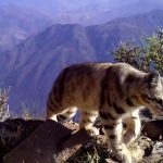 андская кошка шагает по камням