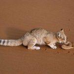 андская кошка со змеёй на песке